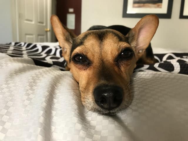 a dog is sick from diarrhea