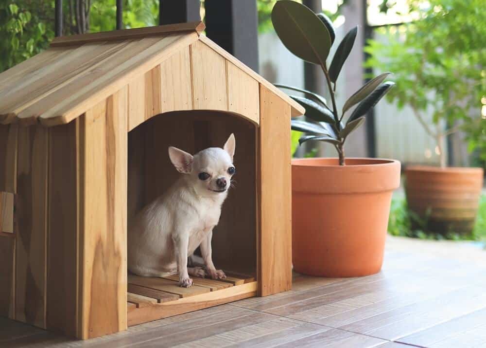 A small white chihuahua sits inside a charming wooden dog house kennel on a tiled patio next to a potted plant, showcasing the perfect DIY dog kennel design.