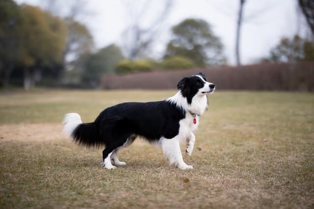 registered dog purebred border collie on dry grass outside wearing red collar