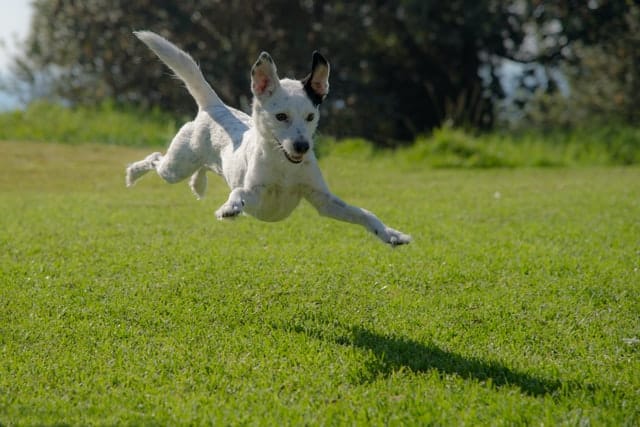 white companion dog leaping in the air over grass outside