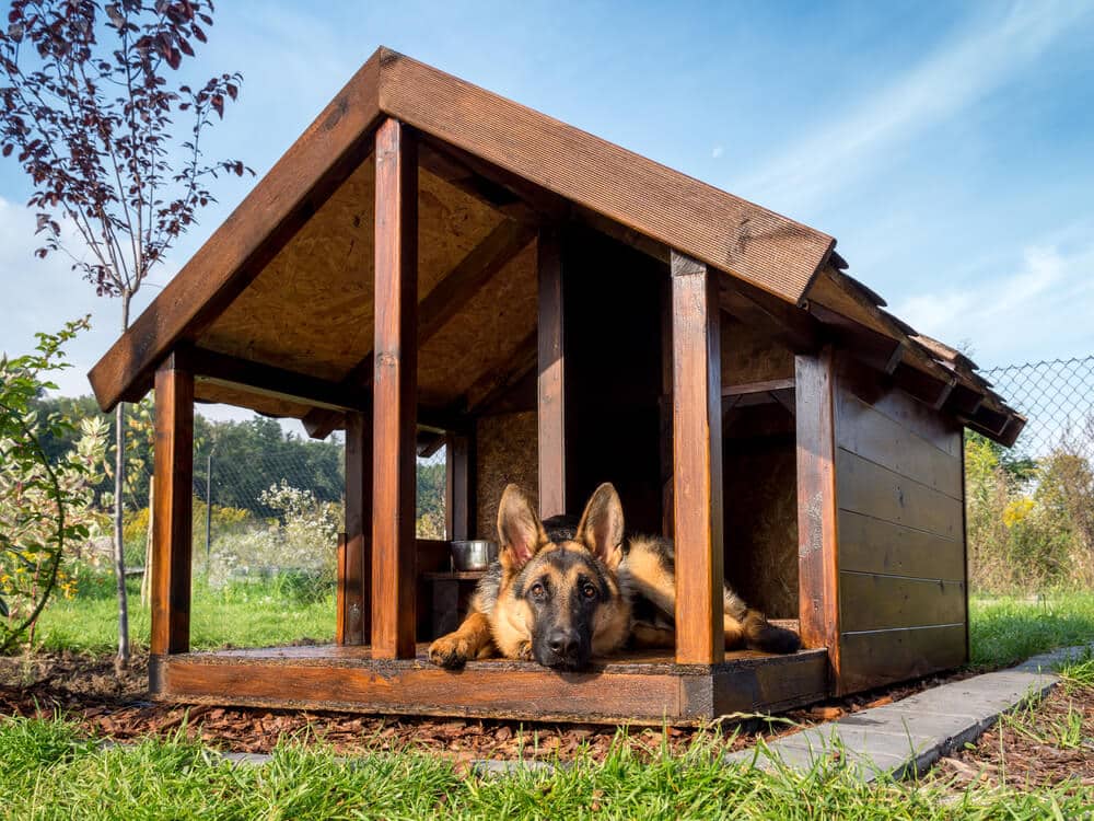 A German Shepherd relaxes in a wooden doghouse.