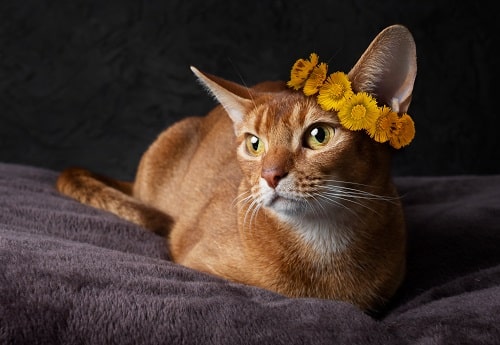 The Abyssinian cat is one of the most playful, loyal and friendly cats around. Read all about them in our Abyssinian cat NZ FAQ.