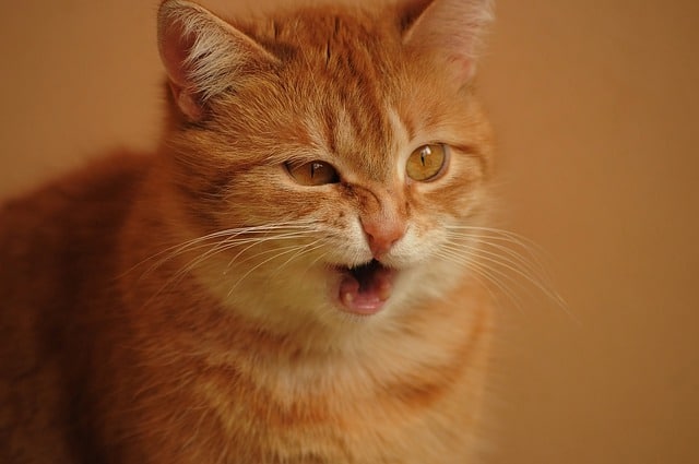 ginger cat sneezes