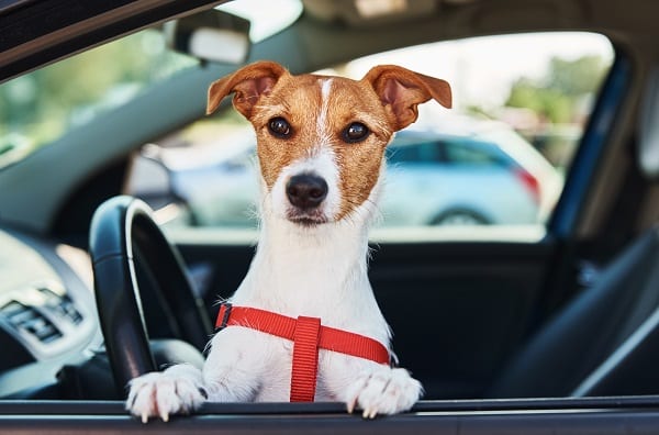 Jack russell terrier dog sits in the car on driver sit. Dog looking out of car window, possibly its owner is taking a dog to Australia from NZ and emigrating with pets