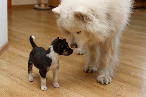 introducing new puppy to your older dog should be done step by step
