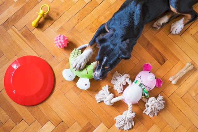 when you're introducing new puppy to dog make sure they each have their own feeding area and toys