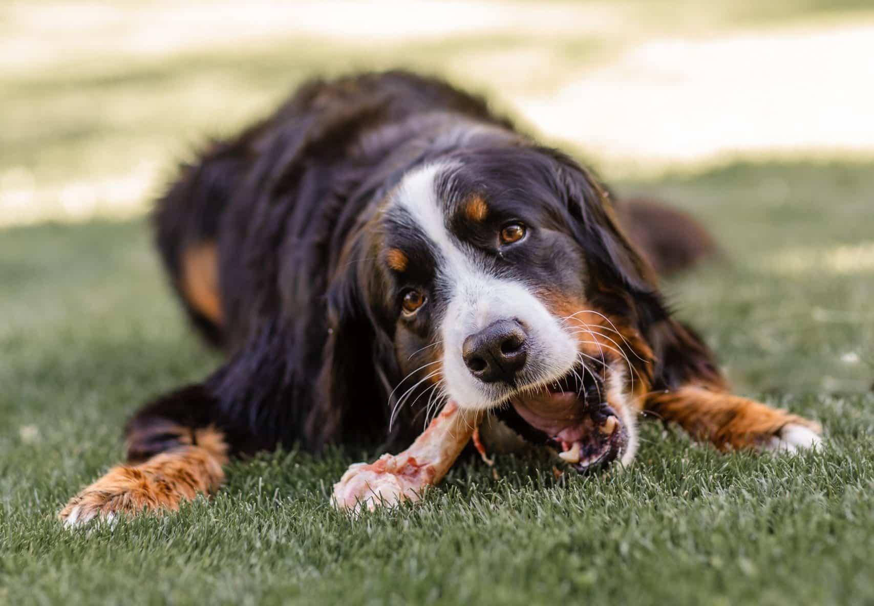 What Bones Can Dogs Eat That Are Safe PD Insurance NZ