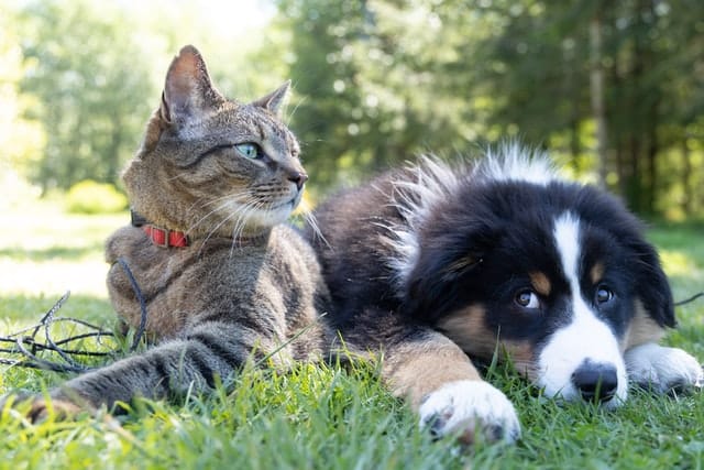 Dog and cat lying together on grass