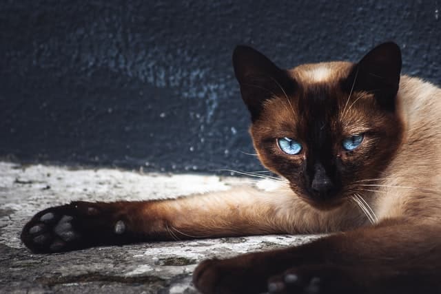 purebred Siamese cat lying down looking at camera