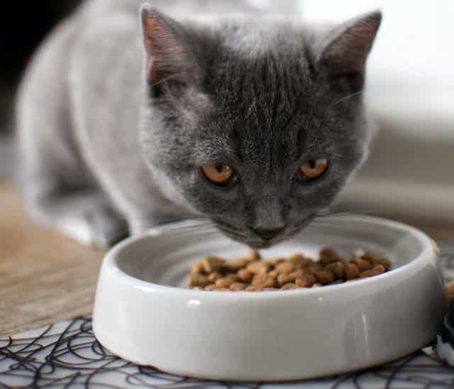 age and breed specific food is a top pet essential