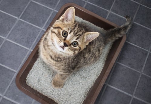 invest in a litter box to get toilet training when pets are new