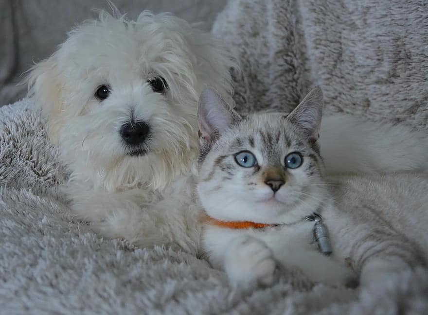 A cute cat and dog lie on a plush bed