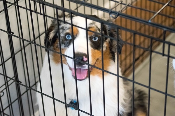 Collie in a wire cage