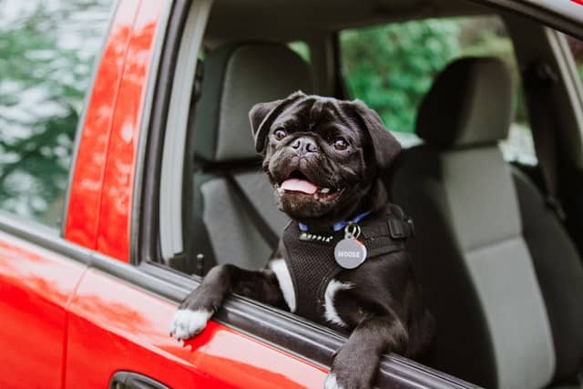 This black pug with its head out a red car's window has an owner that's taking a dog from NZ to Australia
