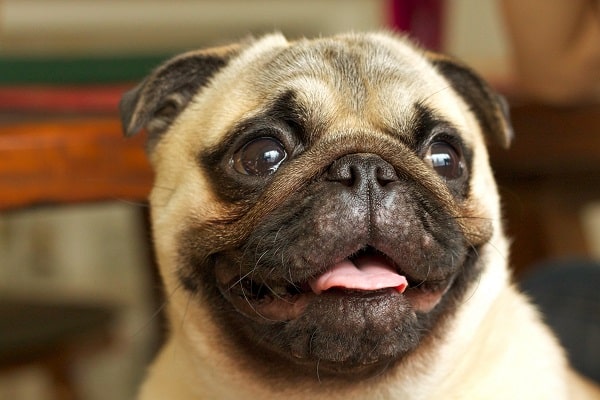 A pug looking right to camera. Pugs like this one may be prone to cherry eye