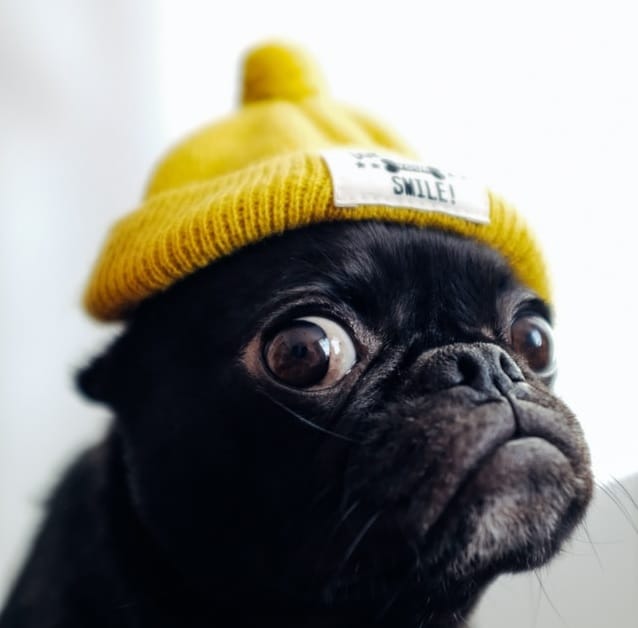 A pug in a yellow beanie, Pugs like this one may be prone to cherry eye
