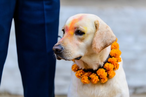 Sacred Animals In Hindu Mythology: Dogs and Cats - PD Insurance NZ