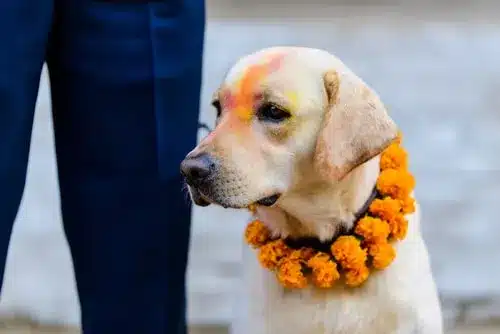 A sacred labrador, adorned with a garland of vibrant orange flowers, representing its esteemed role as a sacred animal in Hindu culture.