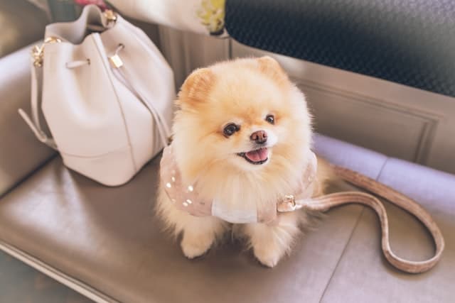 Pomeranian is a small dog breed