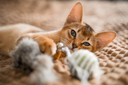 Small kitten cat of the Abyssinian breed lies, sleeps sweetly on soft blanket on bed. Funny fur fluffy kitty at home. Cute pretty brown red pet pussycat with big ears.