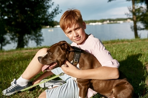 young boy sitting outside on grass hugging his brown staffordshire bull terrier dog called 'staffy'.