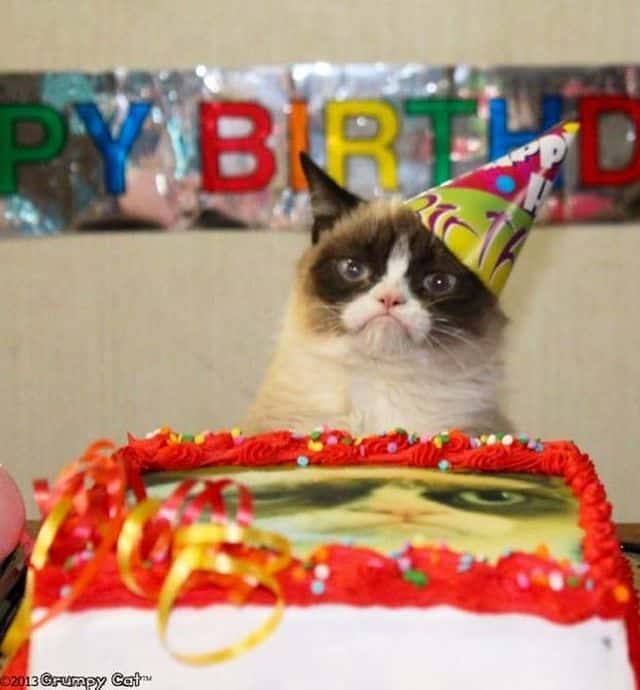 Grumpy Cat is a cute kitten and is considered one of the cutest cat breeds.