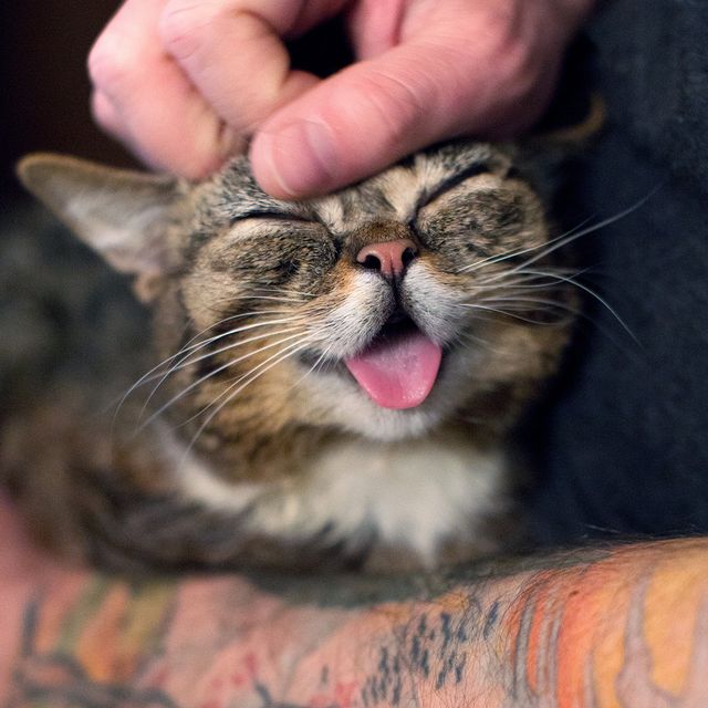 Lil Bub is a cute kitten and is considered one of the cutest cat breeds.