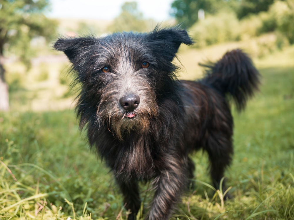 A scruffy black mixed breed dog celebrating National Mutt Day