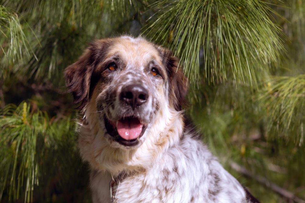 A medium-sized, spotted dog with brown and white fur—one of the friendliest dog breeds—is sitting outdoors in front of green pine tree branches, mouth open and tongue visible.