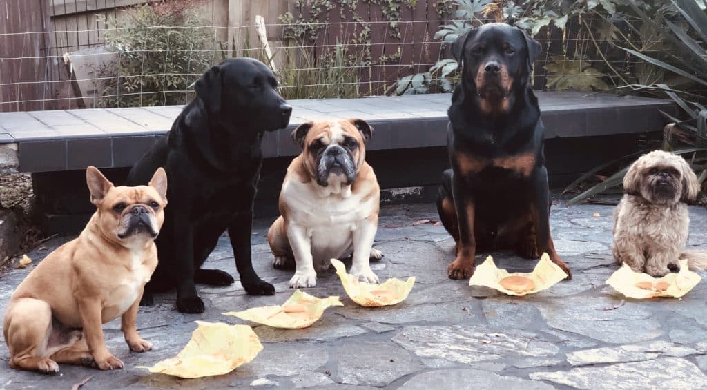 Vanessa's big pet family gets a birthday treat