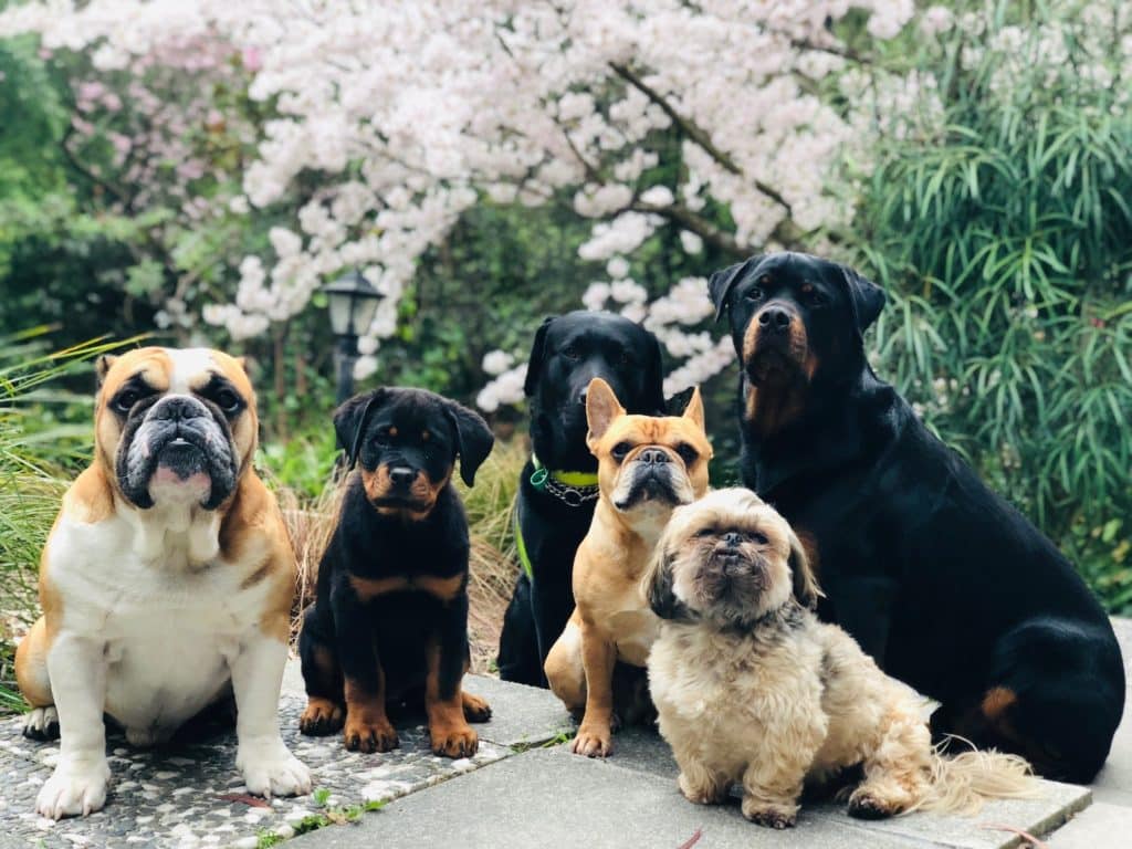 lots of happy pets pose together for a family snap