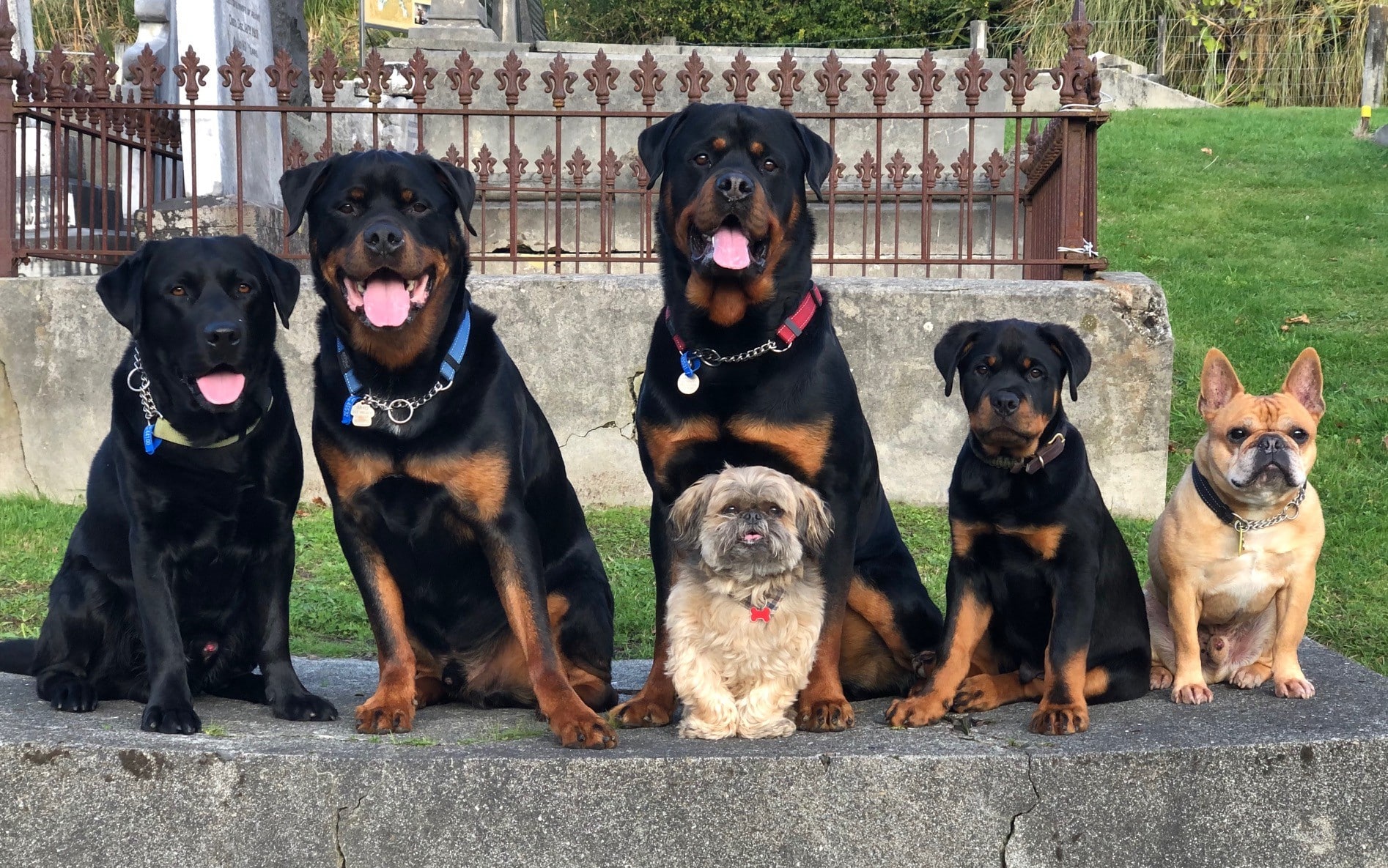 Vanessa's big pet family all get along