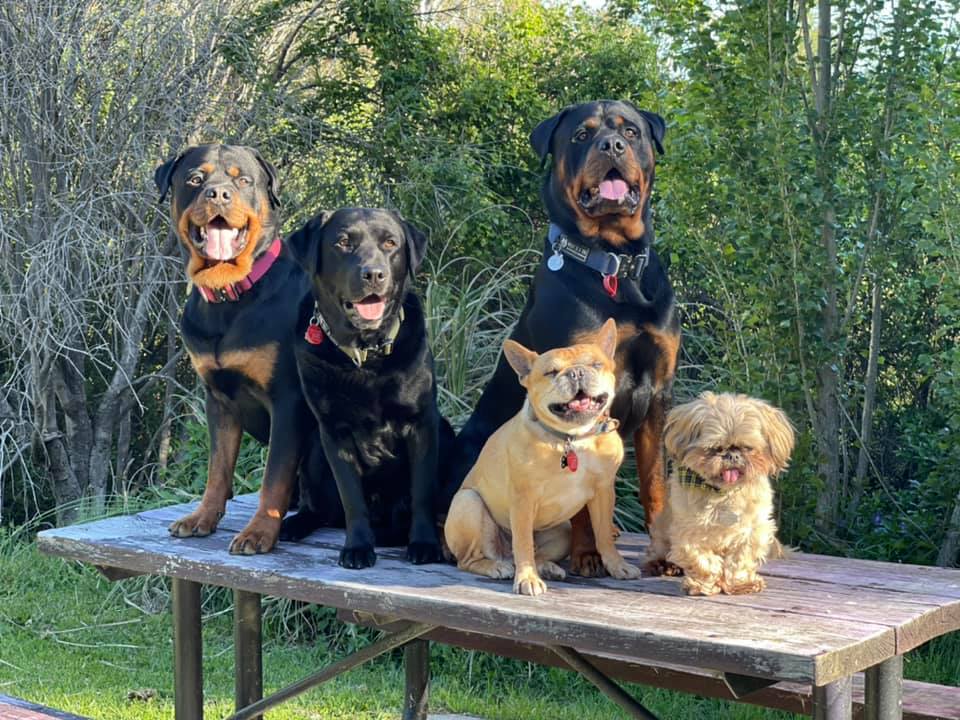 a happy Kiwi pack of dogs pose for the camera