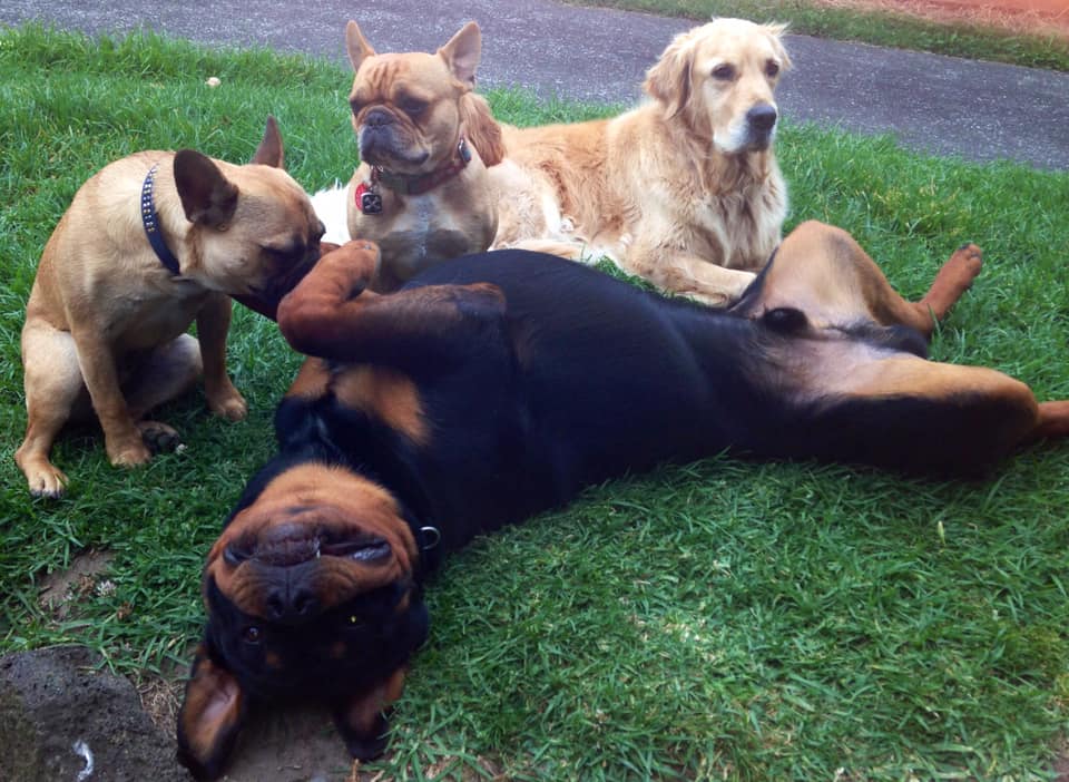 lots of happy pets together