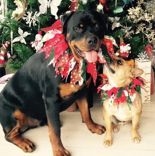 a big pet family Christmas