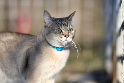 The Burmilla cat is well built