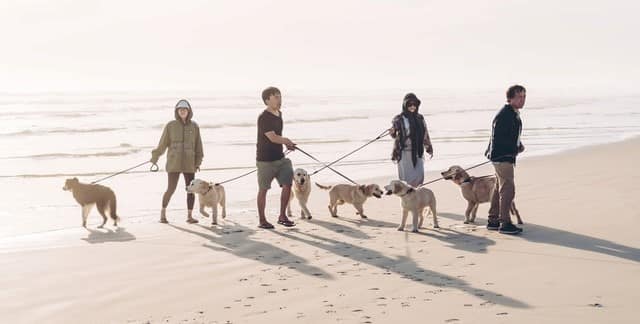 Dogs on Auckland beach wear Department of Conservation leashes for the Lead the Way program
