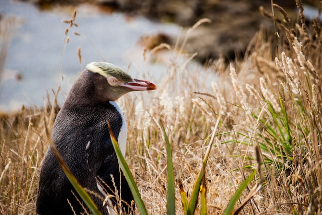 Department of Conservation protects animals like this New Zealand Yellow-eyed penguin or Hoiho
