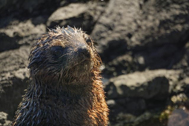 DOC shares how to protect fur seals like this pup from a Wellington colony