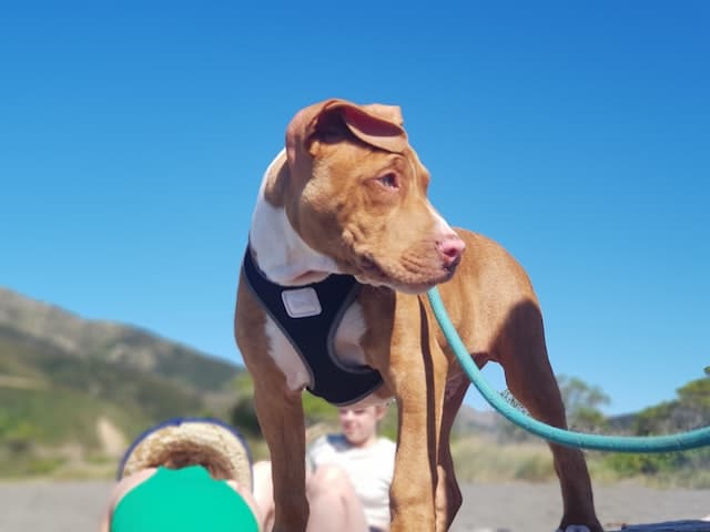 Get a Department of Conservation Lead the Way lead. It's part of responsible dog ownership when taking dog on holiday 
