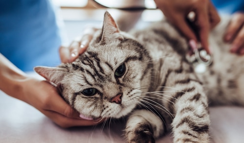 vets diagnose whether cat has a urinary tract disorder or bladder infection