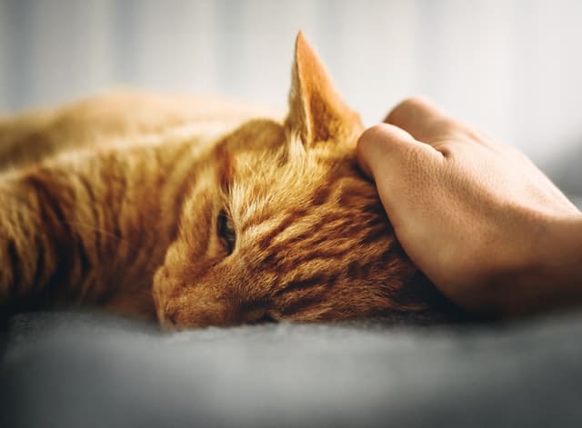 owner wonders if stress cause UTI in cats