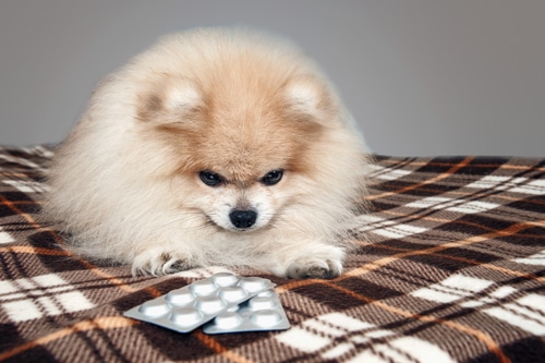 pomeranian dog looking at medicine paracetamol in packets