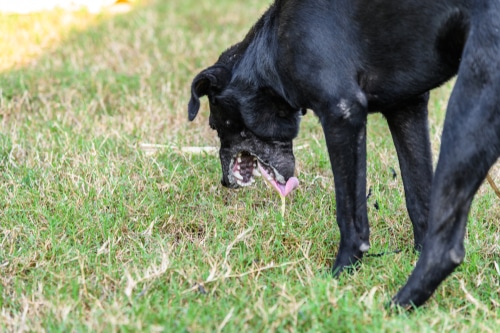 black dog vomiting on grass after poisoning