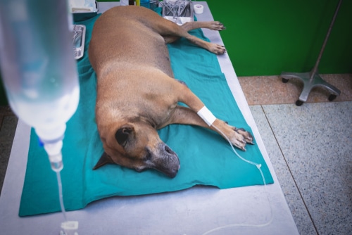 brown dog lying down on table in vet on drip - IV fluids can help to treat poisoning