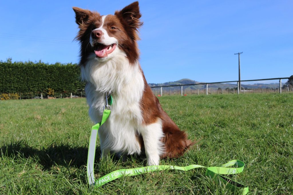 A dog on a lead. Keeping your dog on-lead is good for wildlife conservation, something to remember this Save Kiwi month.
