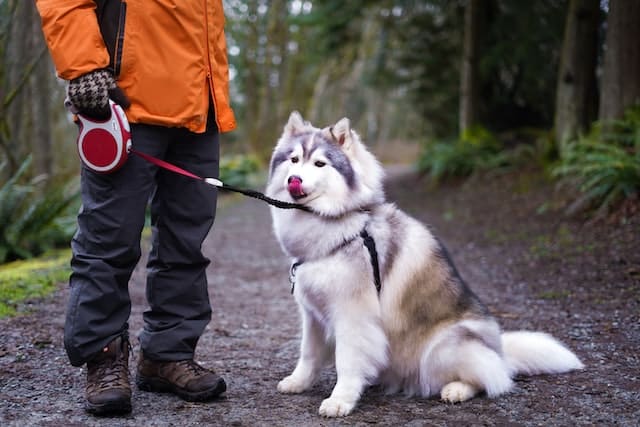 Fathers Day in NZ with a new dog leash