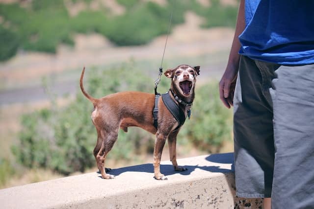 A dog wags their tail to show he is happy but a bit anxious too