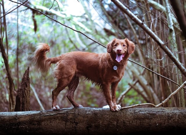 A brown dog standing on a log in the woods, awaiting its vet consult.
