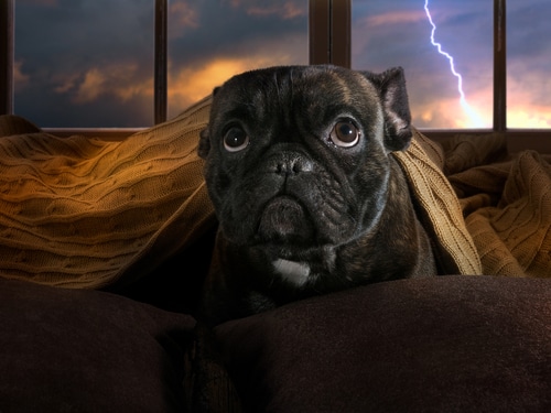 dog is afraid of thunder and needs to be calmed down